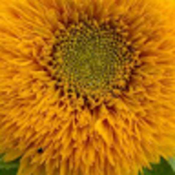 Meet your Posher, Jim - Picture 1 of 1